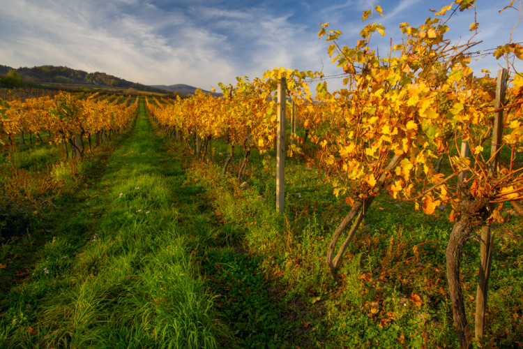 Jesenné vinohrady