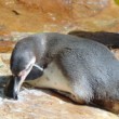 zoo lesna