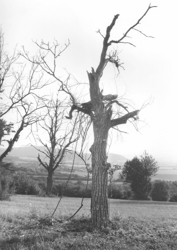 Suchár