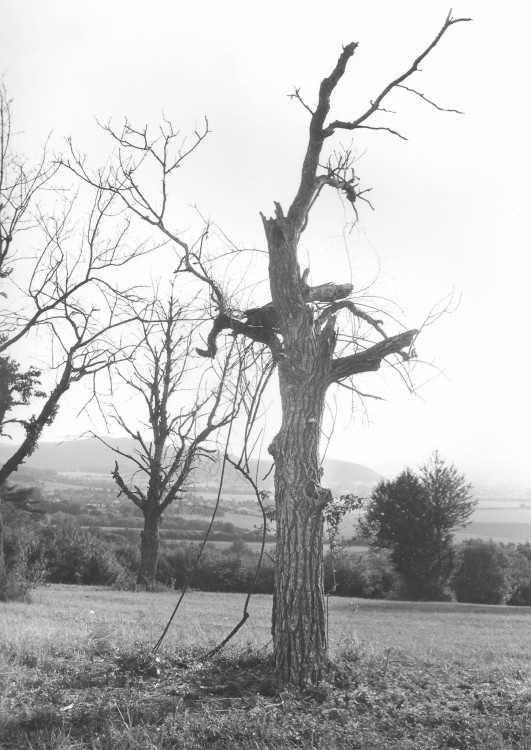 Suchár