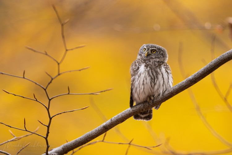 Glaucidium passerinum (kuvičok vrabčí)