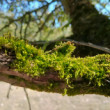 Bielomach