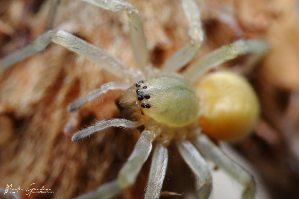 Cheiracanthium mildei