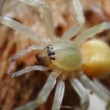 Cheiracanthium mildei