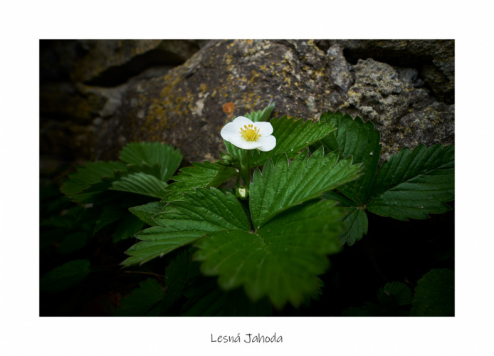 Lesná Jahoda