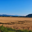 Nemšová