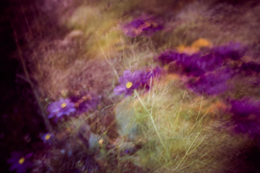 cool flowers
