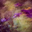 cool flowers