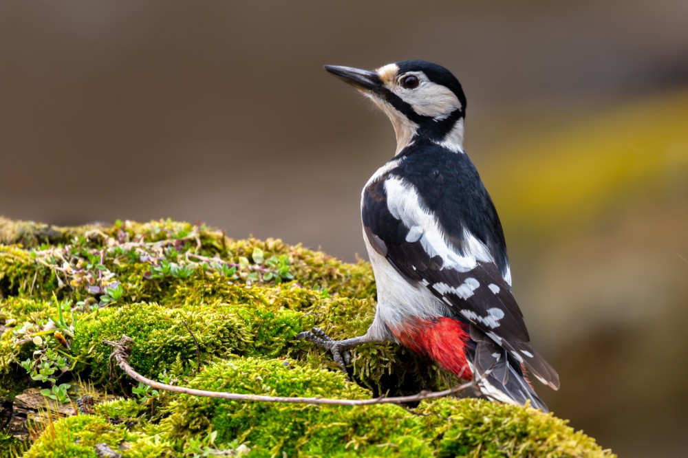 Ďateľ veľký, The great spotted woodpecker (Dendrocopos major)