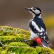 Ďateľ veľký, The great spotted woodpecker (Dendrocopos major)