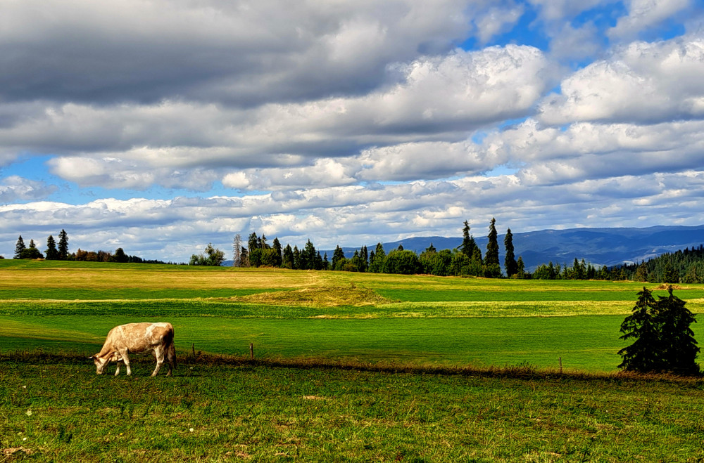 Idylka na Lapszanke