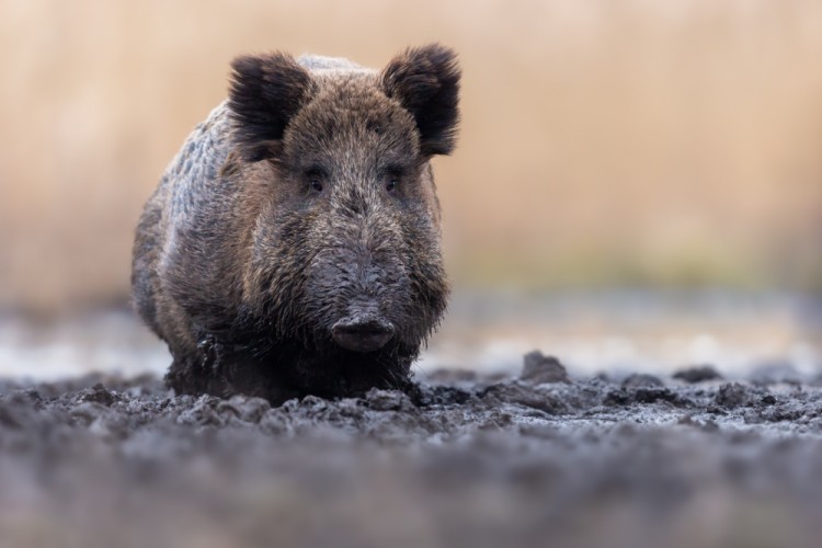 Diviak lesný, The wild boar (Sus scrofa)