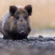 Diviak lesný, The wild boar (Sus scrofa)