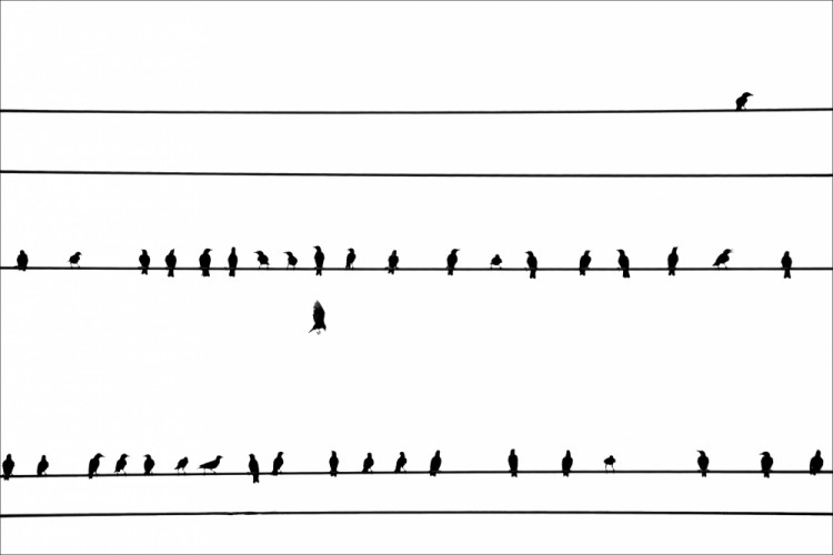 čierne na bielom: vzostupy a pády