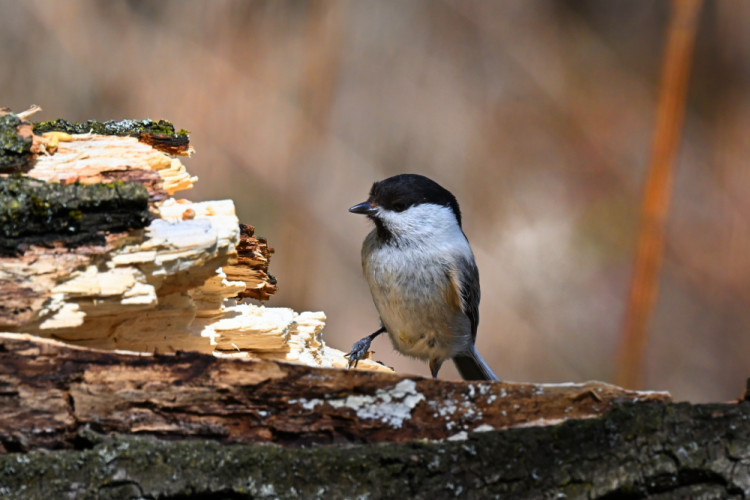 Sýkorka čiernohlava