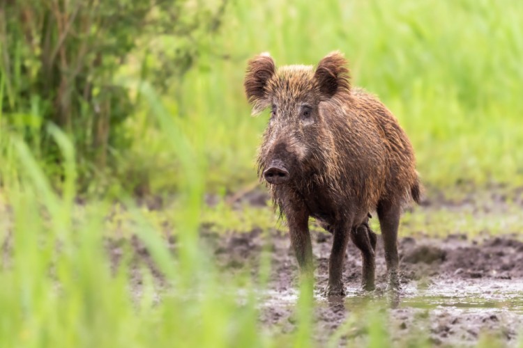 Diviak lesný, The wild boar (Sus scrofa)