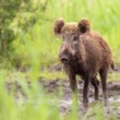 Diviak lesný, The wild boar (Sus scrofa)