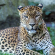 Leopard cejlonsky