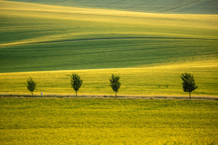 Horčica, mušketieri a vlnky