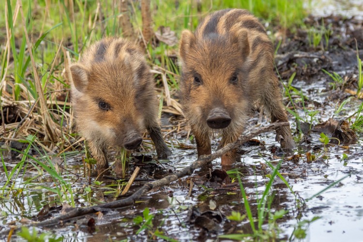 Diviak lesný (Sus scrofa), nar. 04/2019