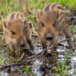 Diviak lesný (Sus scrofa), nar. 04/2019