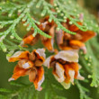 Drobce