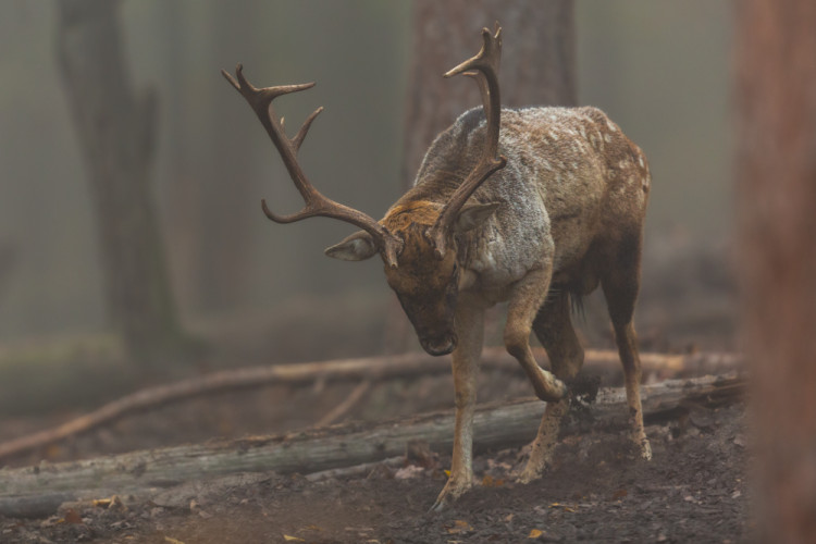 daniel škvrnitý, Fallow deer (Dama dama)