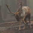 daniel škvrnitý, Fallow deer (Dama dama)