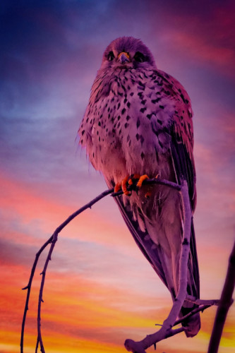 Sokol sťahovavý (Falco peregrinus)