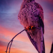 Sokol sťahovavý (Falco peregrinus)