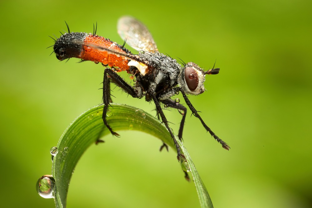 Tachinidae