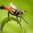 Tachinidae