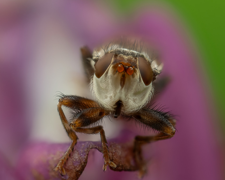 Myopa testacea