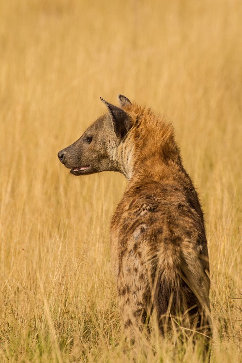 Hyena skvrnitá (Crocuta crocuta)