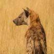 Hyena skvrnitá (Crocuta crocuta)