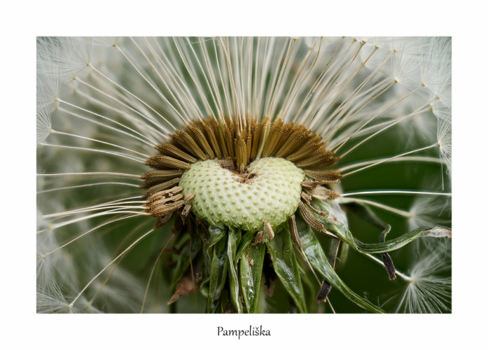 Pampeliška