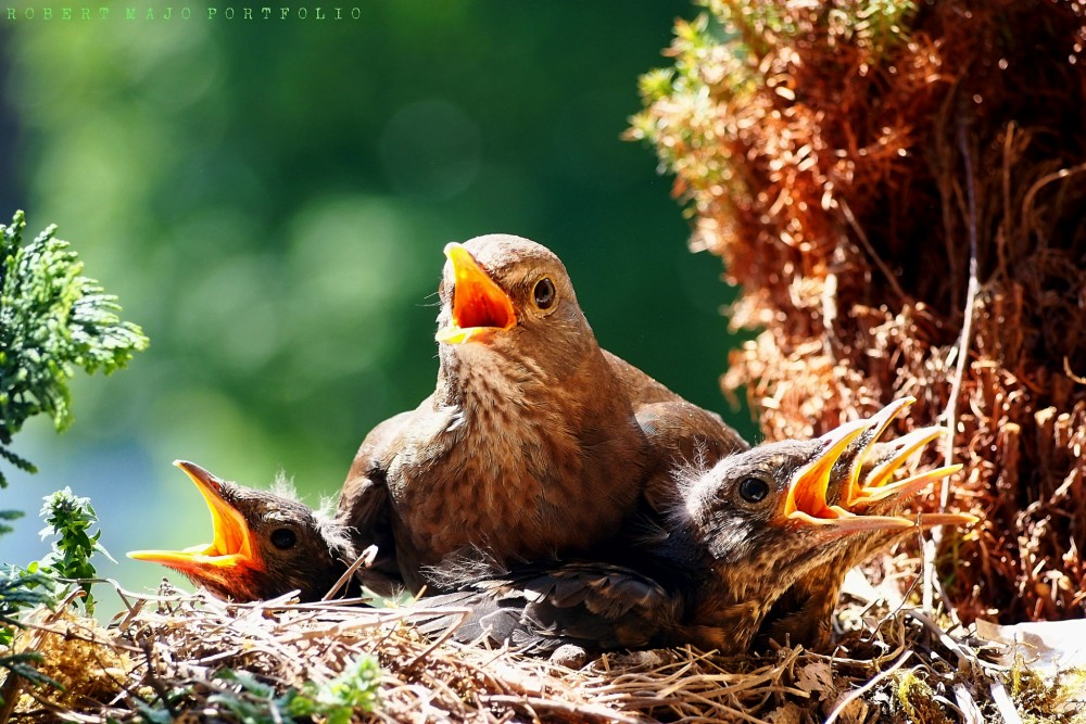 Drozd čierny (Turdus merula)