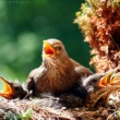 Drozd čierny (Turdus merula)