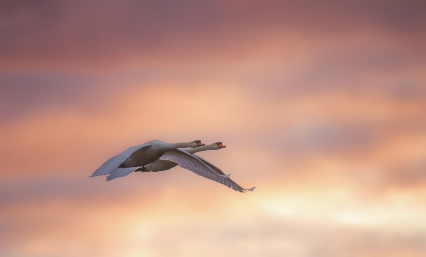 Letiace labute - druhá zo série
