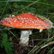 Muchotrávka