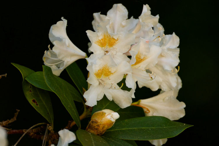 Rododendron