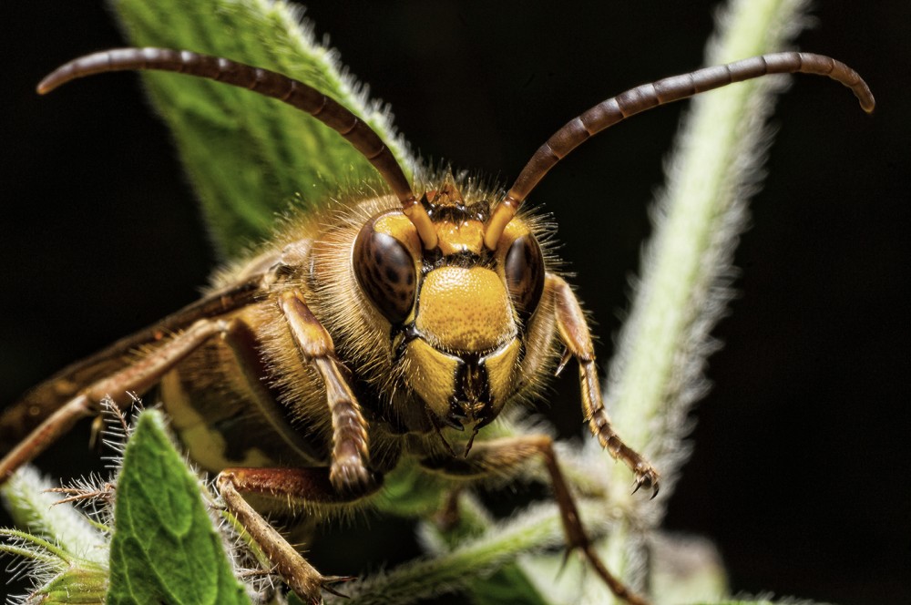 Sršeň obyčajný (Vespa crabro)