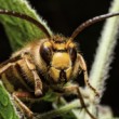 Sršeň obyčajný (Vespa crabro)