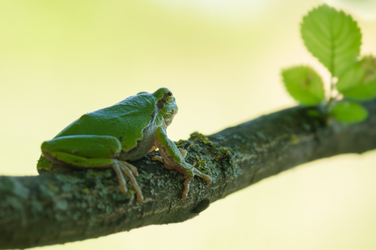 Rosnička zelená, The European tree frog (Hyla arborea)