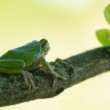 Rosnička zelená, The European tree frog (Hyla arborea)