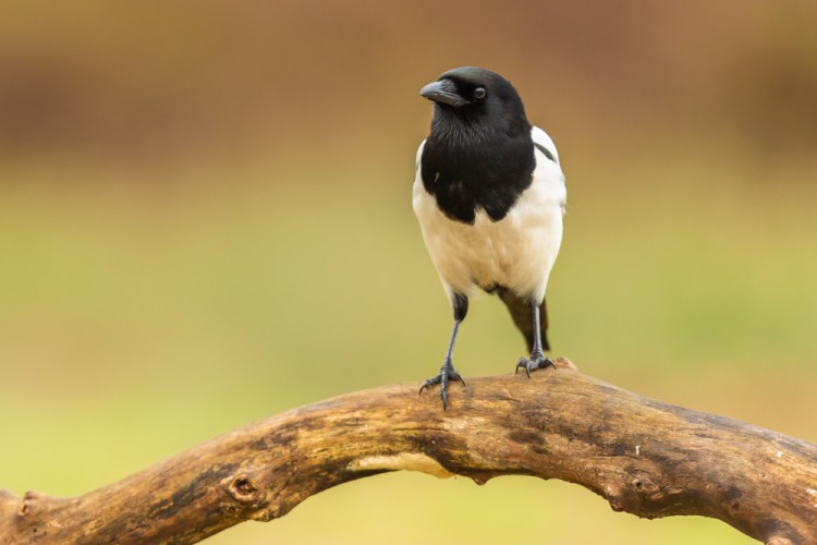 straka čiernozobá, The Eurasian magpie (Pica pica)