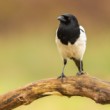 straka čiernozobá, The Eurasian magpie (Pica pica)