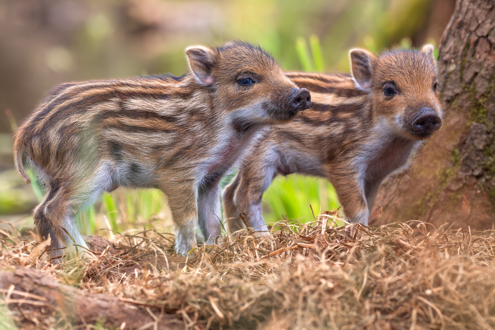 diviak lesný, The wild boar (Sus scrofa)