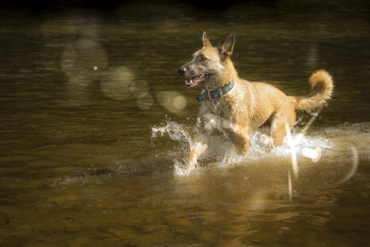 Canis lupus familiaris