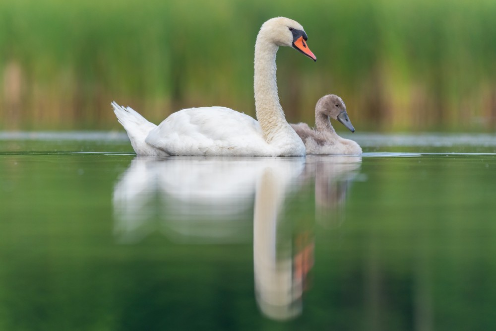 labuť veľká (Cygnus olor)